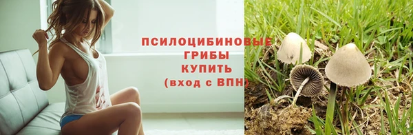 индика Новодвинск